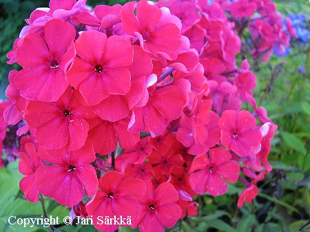 Phlox paniculata 'Kirchenf�rst'